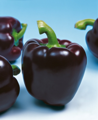 Picture of Mavras F1 Sweet Pepper